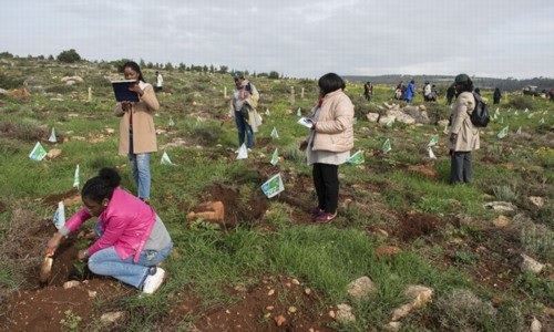 האורחים נוטעים במו ידיהם במרכז הנטיעות של קק"ל בלביא. צילום: דניס צין
