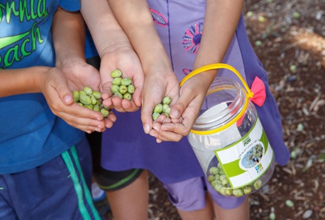 ילדים בפעילות מסיק זיתים בפארק איילון קנדה.  צילום: חיים ורסנו, ארכיון הצילומים של קק"ל