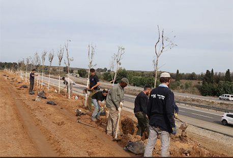 עבודות הלשב הרביעי של הנטיעות הבטחוניות בעוטף עזה.  צילום: איציק לוגסי, קק"ל