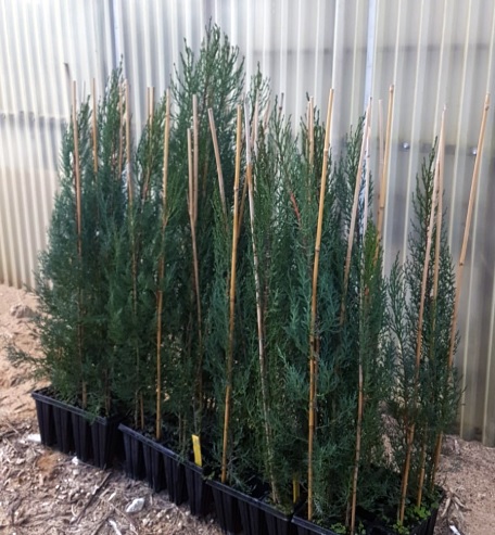 ייחורי ברוש המדינה שיישתלו מחדש בקיבוץ דגניה א'.  צילום: חגי יבלוביץ, קק"ל