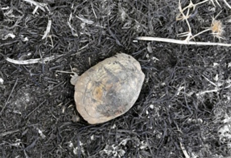 צב ששרד את השירפה ביער בארי והוחזר לטבע על ידי יערן קק"ל.  צילום: חאמד אבו סיאם, קק"ל