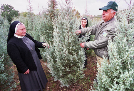 חלוקת עצים לחג המולד ולשנה האזרחית החדשה. צילום: ארכיון הצילומים של קקל
צילום: רפי בן חקון