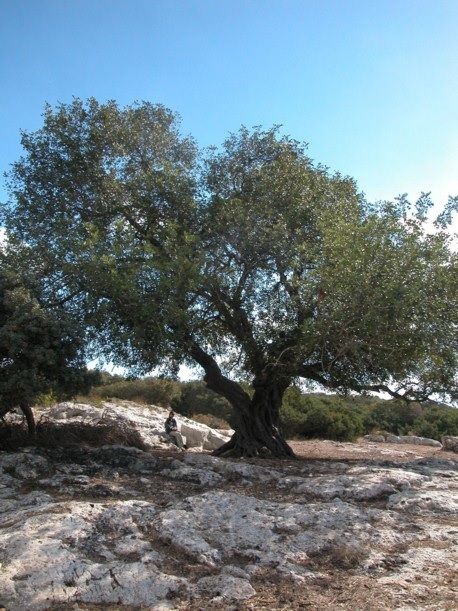 צילום: יעקב שקולניק