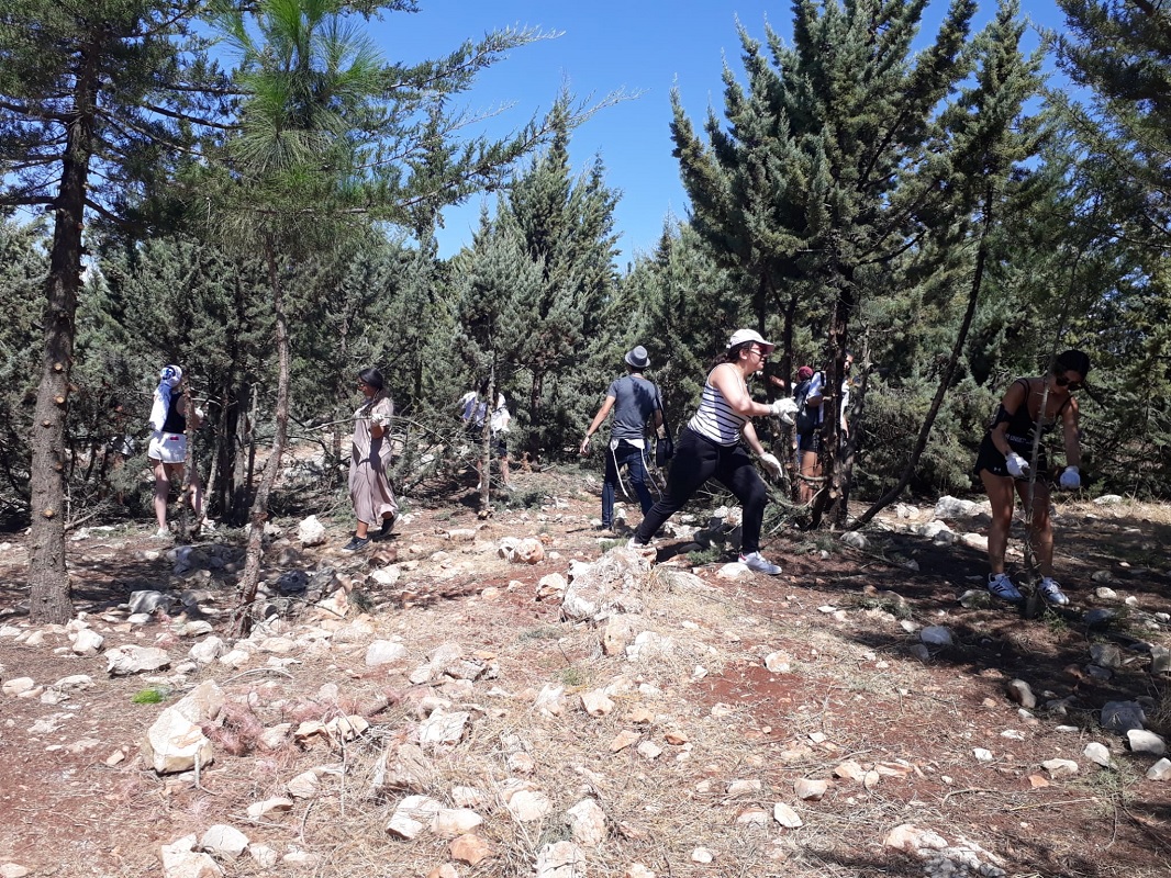 פעולות שיקום ביער ביריה. צילום: אבישי חמוז כהן, קרן קימת לישראל