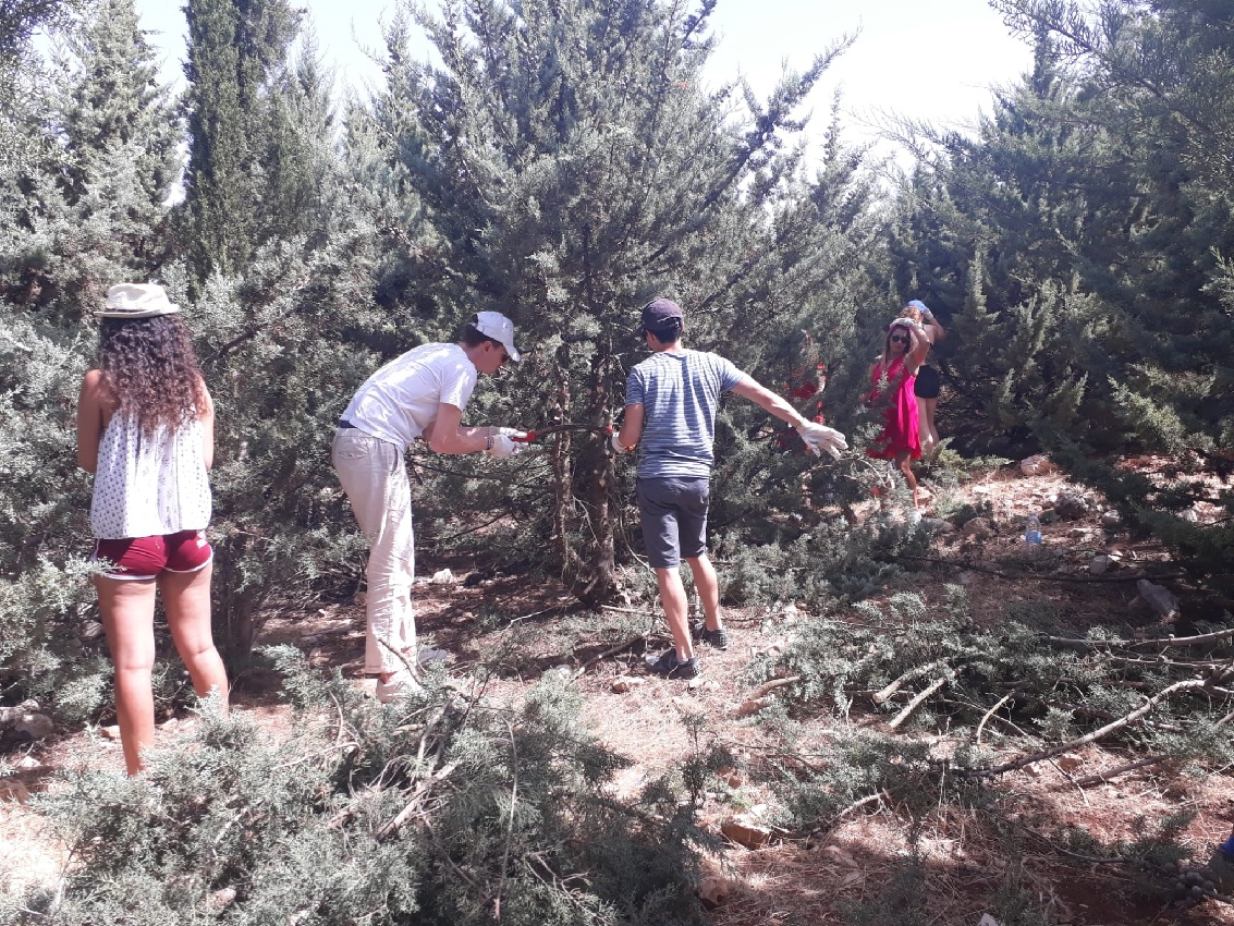 פעולות שיקום ביער ביריה. צילום: אבישי חמוז כהן, קרן קימת לישראל