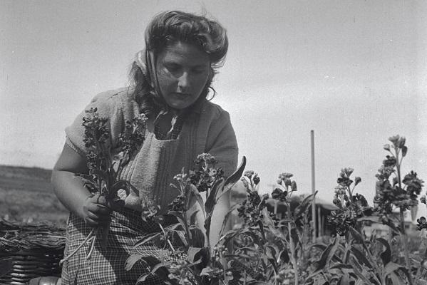 1948, רמת השרון - גידול פרחים. צלם לא ידוע, ארכיון הצילומים של קק"ל
