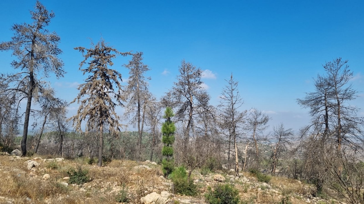 עץ ירוק לאחר השריפה. יער החמישה, הר הרוח. צילום: נעמי אביב רוזן, קק"ל