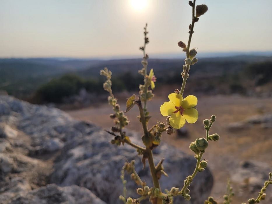 בוצין בפארק עדולם. צילום: מירה זר, קק"ל