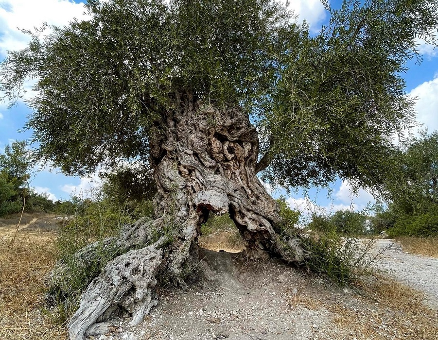עץ זית עתיק בבית ג'אמל. צילום: אמיר הרמס, קק"ל