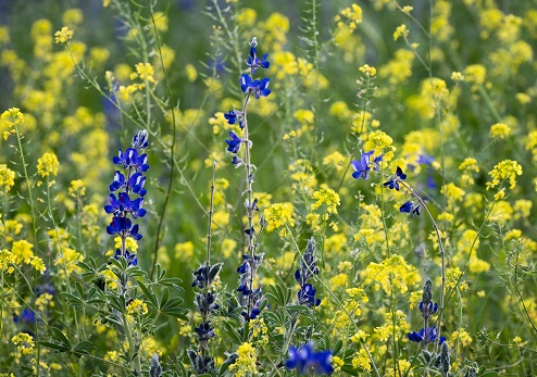 מה הקשר בין קרן קימת לישראל לשיפוץ צריף בן–גוריון או להשקעה בחינוך? אנשי קק"ל יסבירו