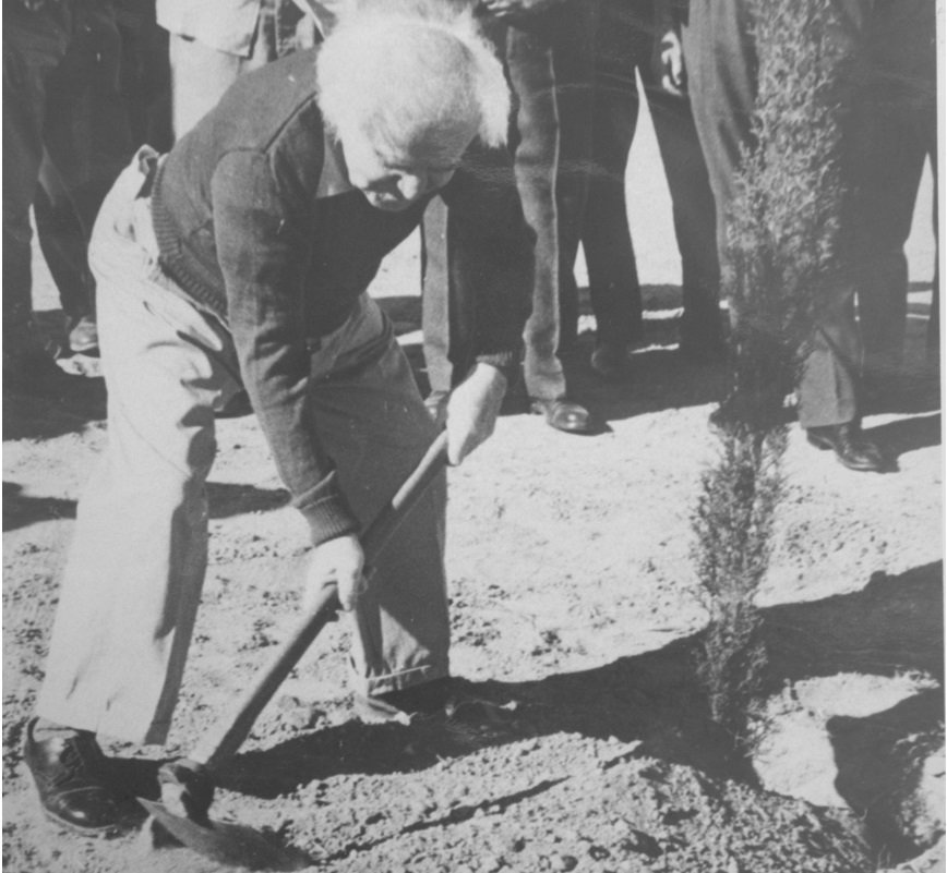 דוד בן גוריון נוטע עץ בנחל עוז, 1960. צילום: במחנה 
