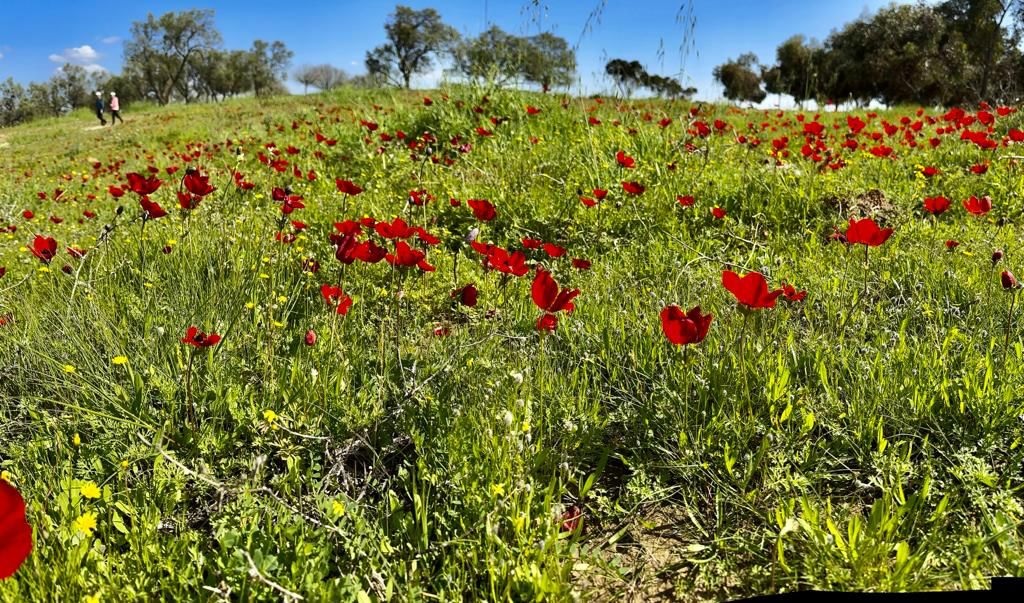 צילום: גלית וקנין קק"ל
