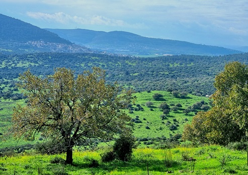 תצפית אל התבור מיער בית קשת. צילום: פנינה צייזלר, קקל