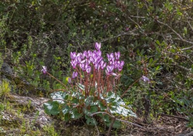 צילום: בוני שיינמן, קקל
