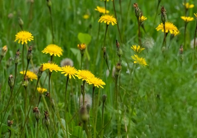 צילום: בוני שיינמן, קקל