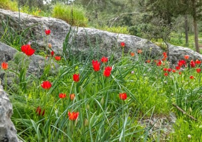 צילום: בוני שיינמן, קקל
