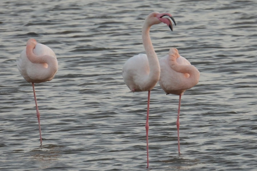 פלמינגו בבריכות המלח. צילום: כליל צייטלין