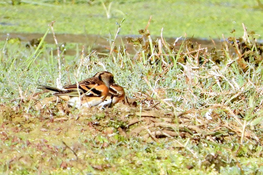 פרושי הרים בנפחא. צילום: יגאל סימנטוב