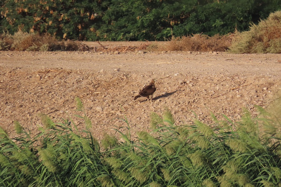 עיט ניצי, דורס המקנן בישראל שעתידו בסכנה. צילום: משה זינגר
