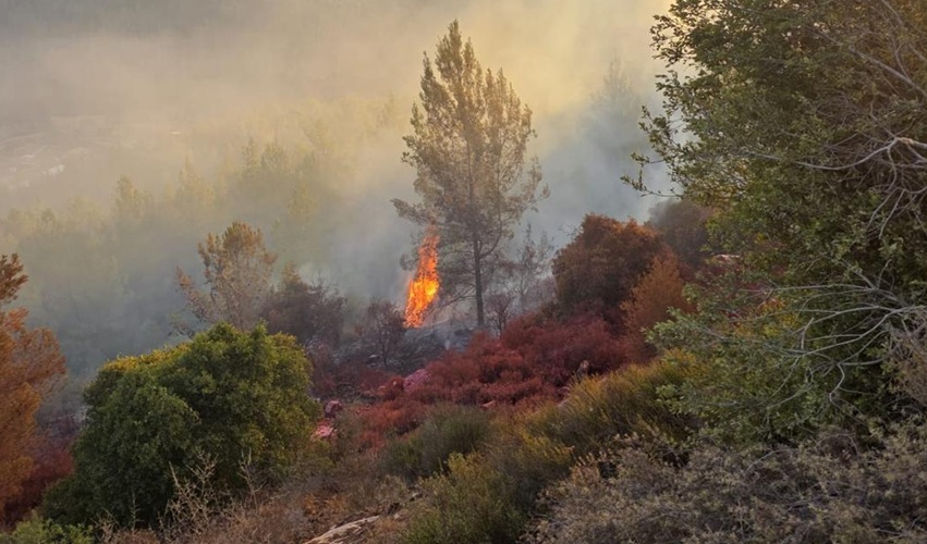 צילום: עובדי ויערני קק״ל