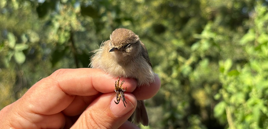 צילום: באדיבות קק"ל