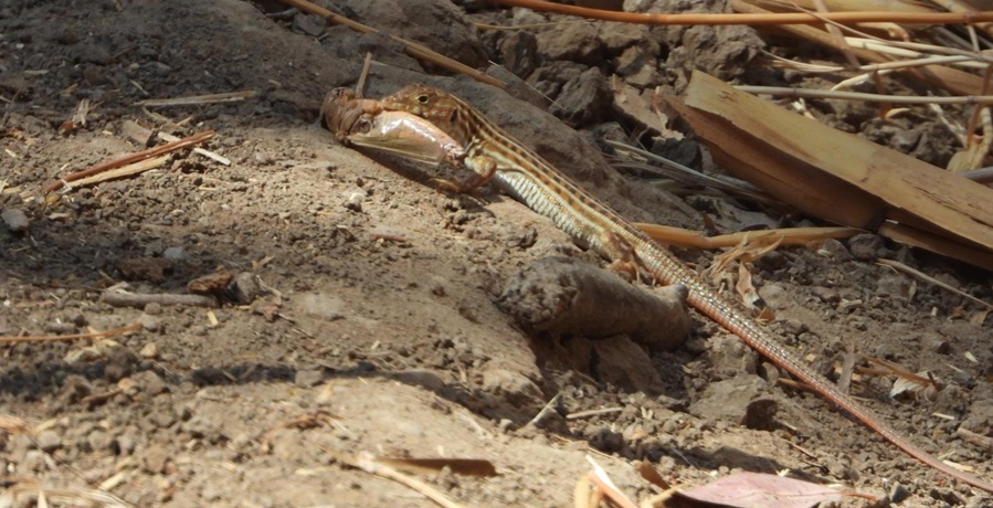 שנונית השפלה. צילום: בועז שחם