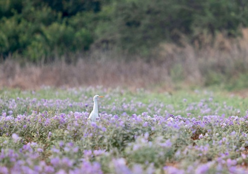 יער חדרה. צילום: בוני שיינמן, קקל