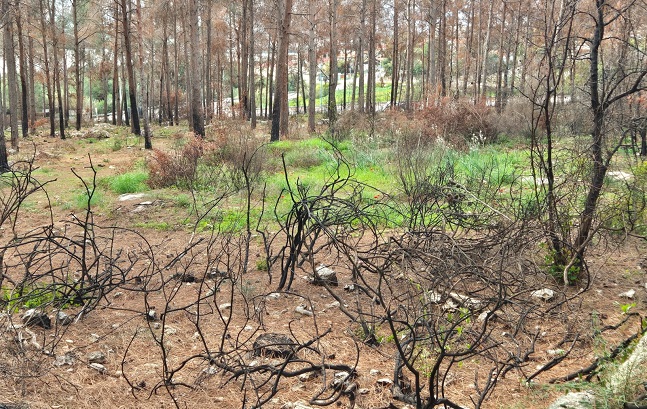 צילום: שמעונה סבג דרעי, קק"ל