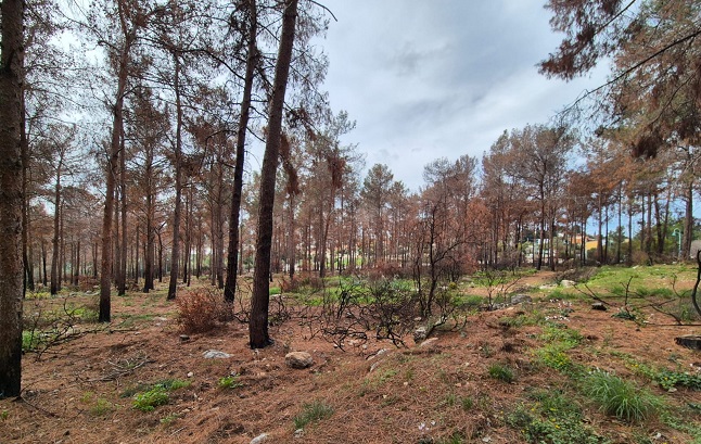צילום: שמעונה סבג דרעי, קק"ל