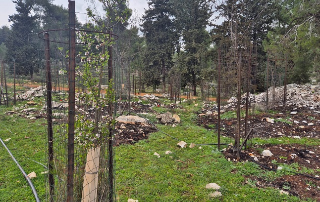 יער הבעל שם טוב. צילום: שמעונה סבג דרעי, קקל