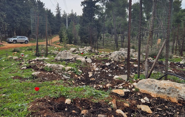 יער הבעל שם טוב. צילום: שמעונה סבג דרעי, קק"ל