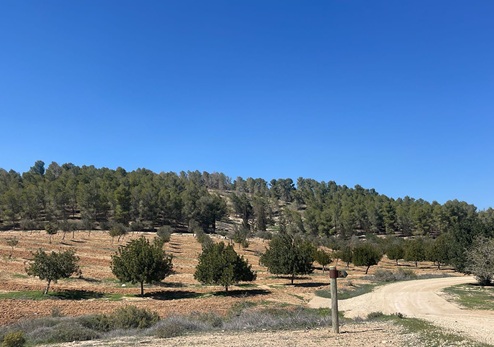 יער יתיר. צילום: אורנית גינת, קקל