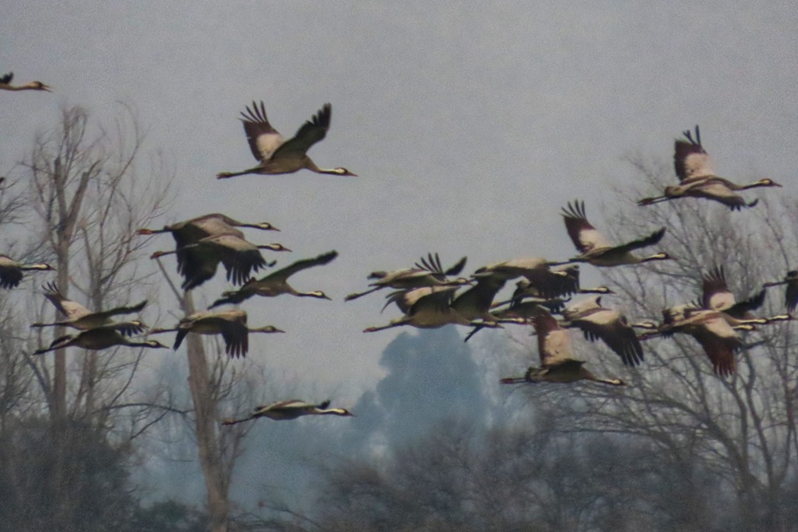 צילום: ענבר שלומית רובין, אגמון החולה קק״ל