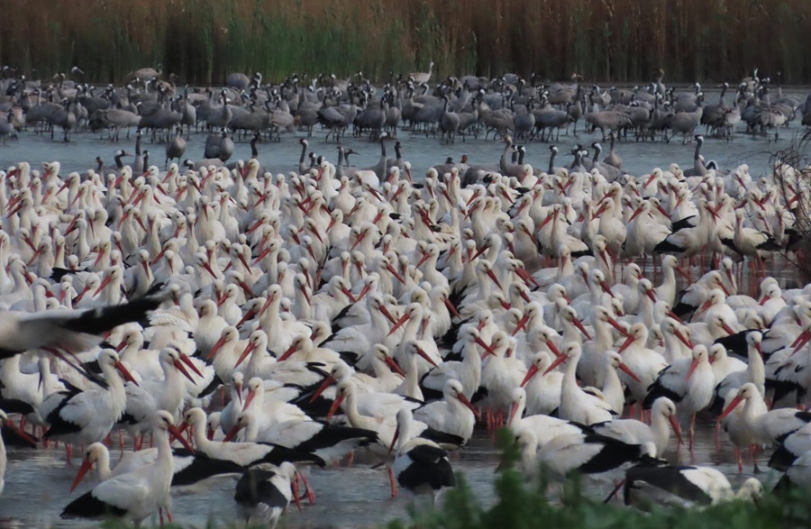 צילום: ענבר שלומית רובין, אגמון החולה קק״ל