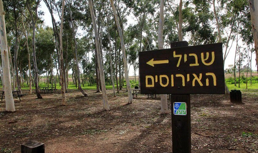 צילום: יעקב שקולניק, ארכיון הצילומים של קק״ל