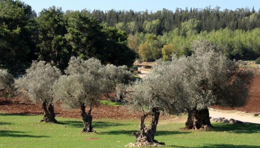 צילום: יעקב שקולניק, ארכיון הצילומים של קק"ל