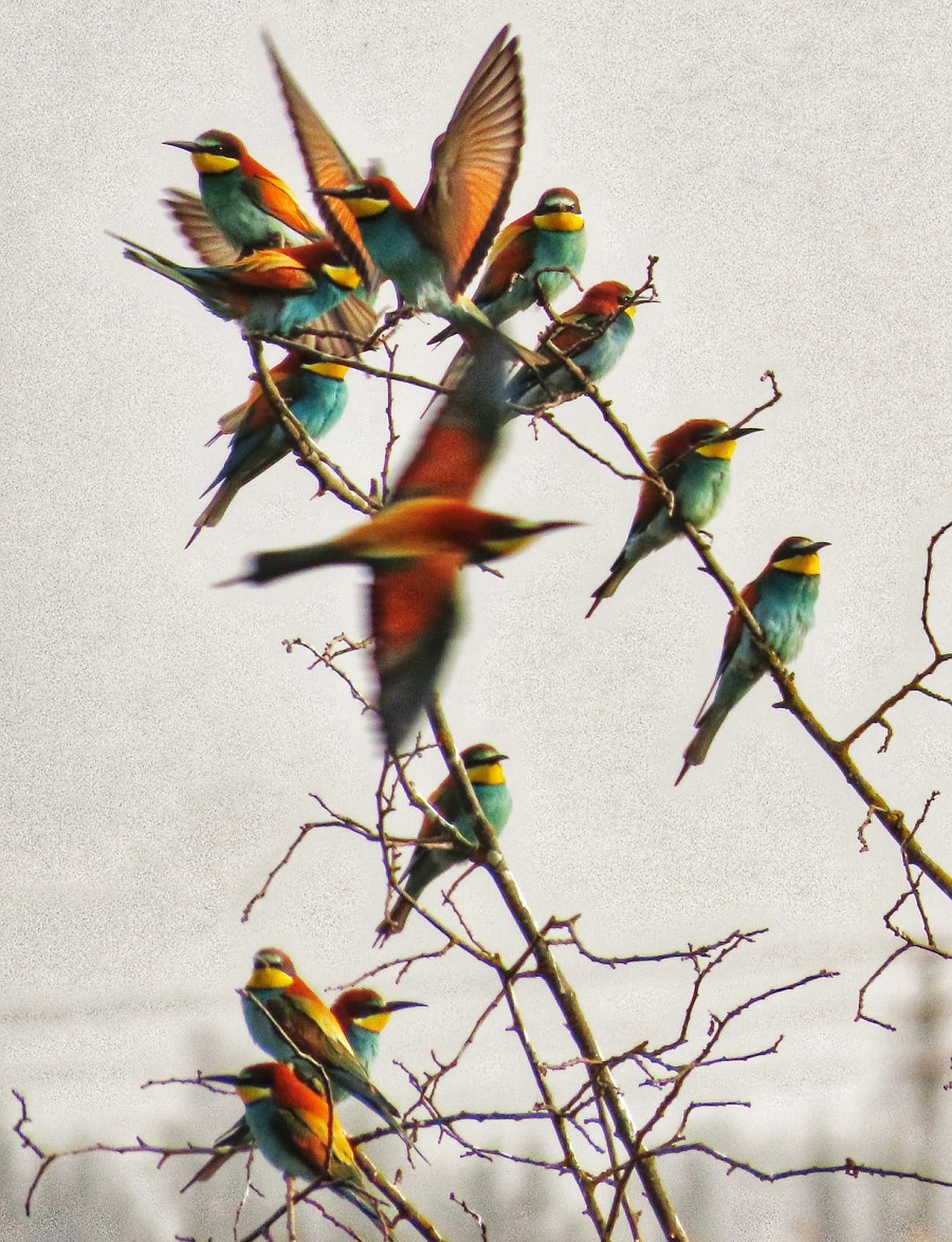 צילום: ענבר שלומית רובין, קק"ל