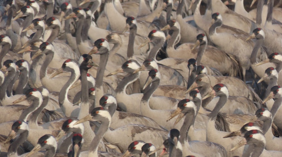 צילום: עינבר שלומית רובין, אגמון החולה–קק״ל