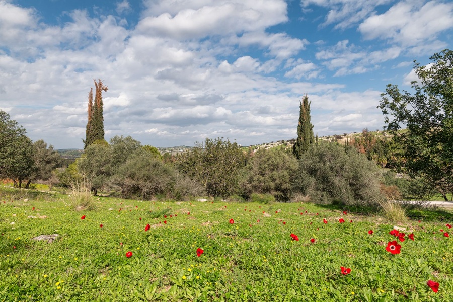 פארק איילון קנה כיום. צילום: בוני שיינמן, ארכיון הצילומים של קק"ל