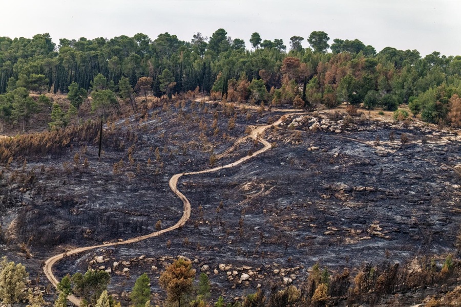יער אשתאול לאחר השריפה. צילום: בוני שיינמן, ארכיון הצילומים של קק"ל
