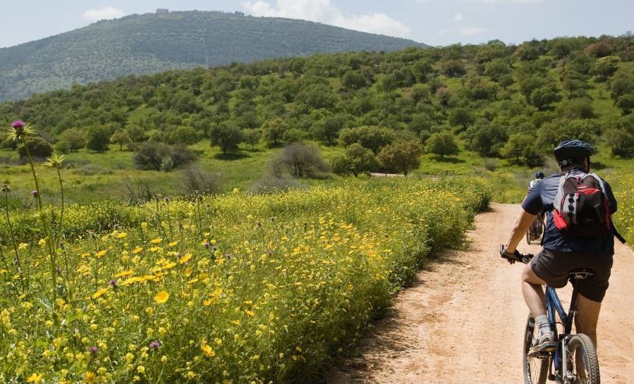 יער בית קשת. צילום: ארכיון הצילומים של קק"ל