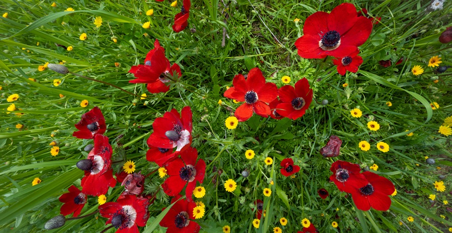 צילום: אילן שחם, ארכיון הצילומים של קק"ל