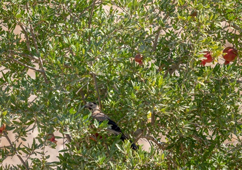צילום: אילן שחם, ארכיון הצילומים של קקל
