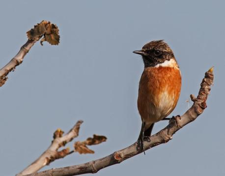 דוחל שחור גרון. צילום: שי אגמון, כנפי קקל