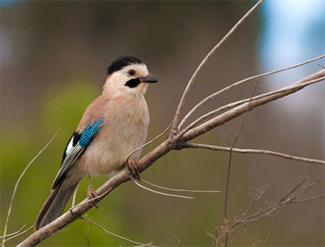 עורבני שחור כיפה ביערות מנשה. צילום: רעי סגלי

