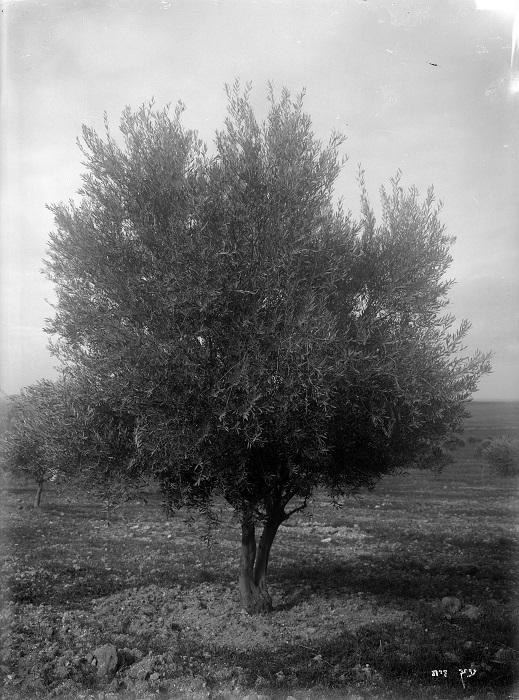 עץ זית בבן שמן, 1934, 
