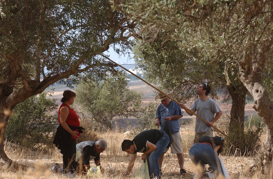 מסיק בתל חדיד, סוכות 2005
