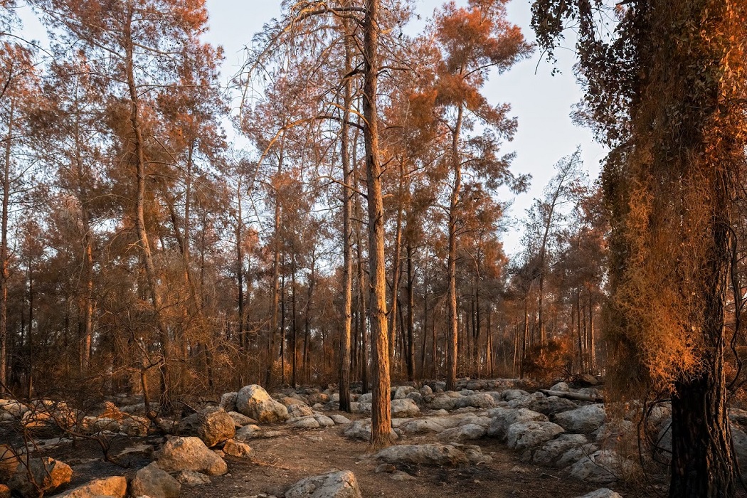 צילום: בוני שיינמן