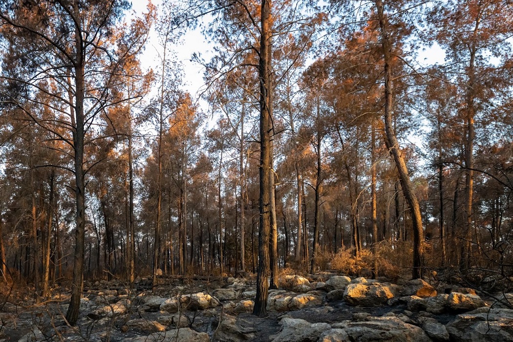 צילום: בוני שיינמן