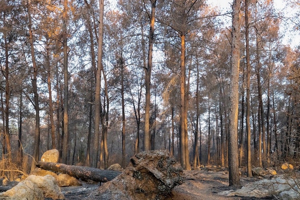 צילום: בוני שיינמן